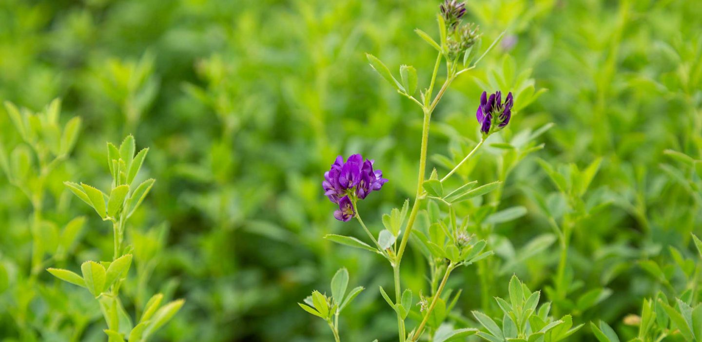 Benefits of Dehydrated Lucerne