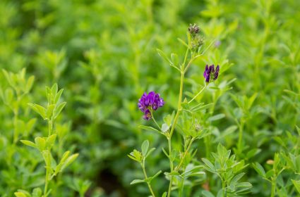 Benefits of Dehydrated Lucerne