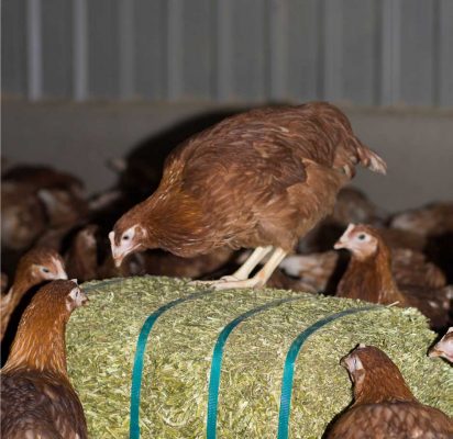 providing enrichment for hens