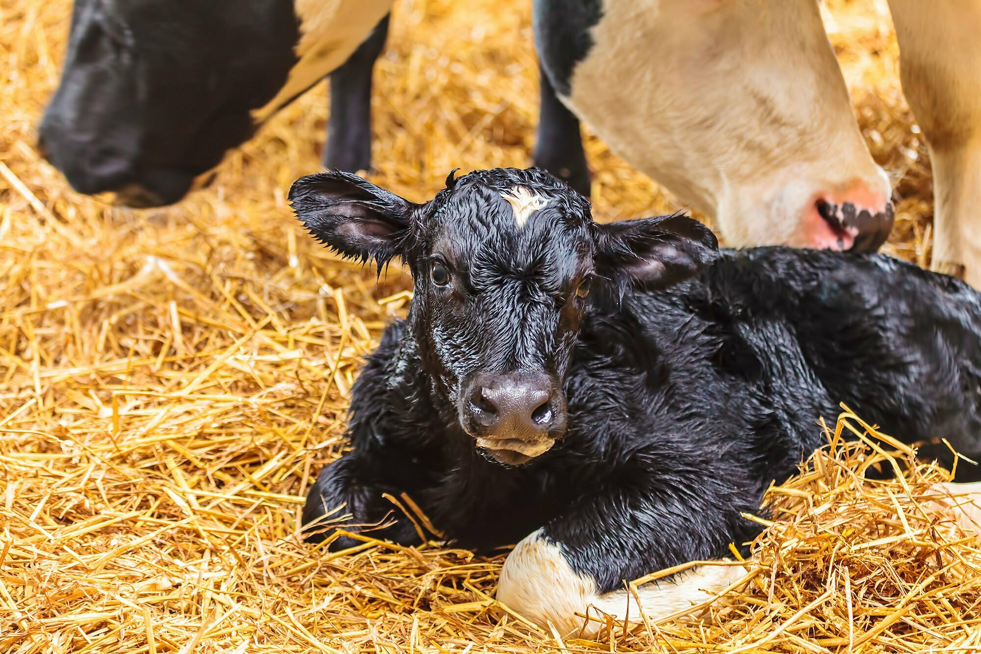 new born calf