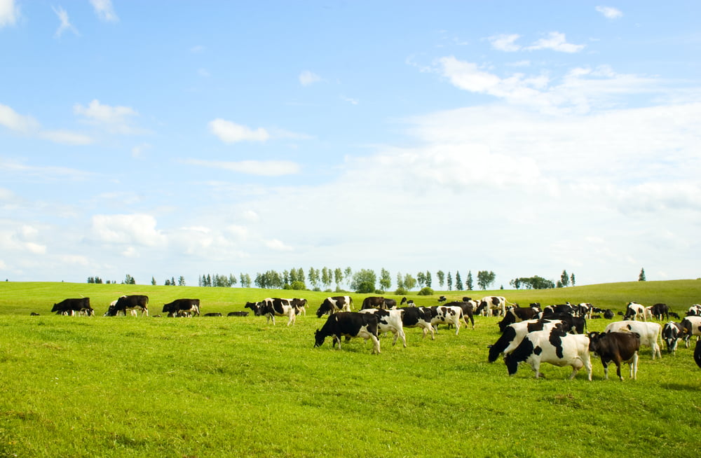 cows grazing in field