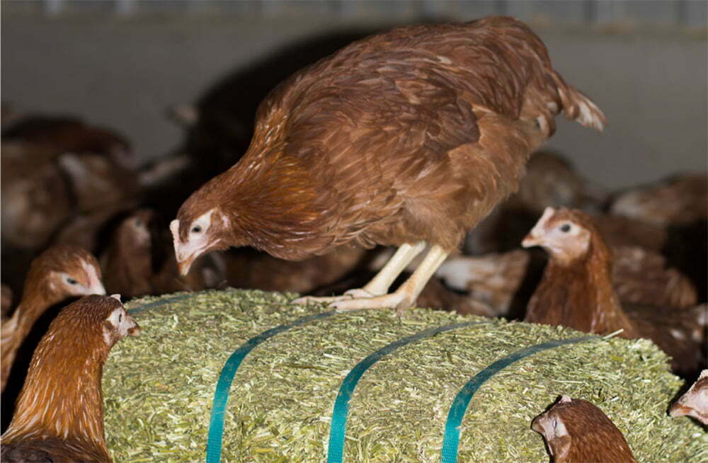 Providing enrichment for hens