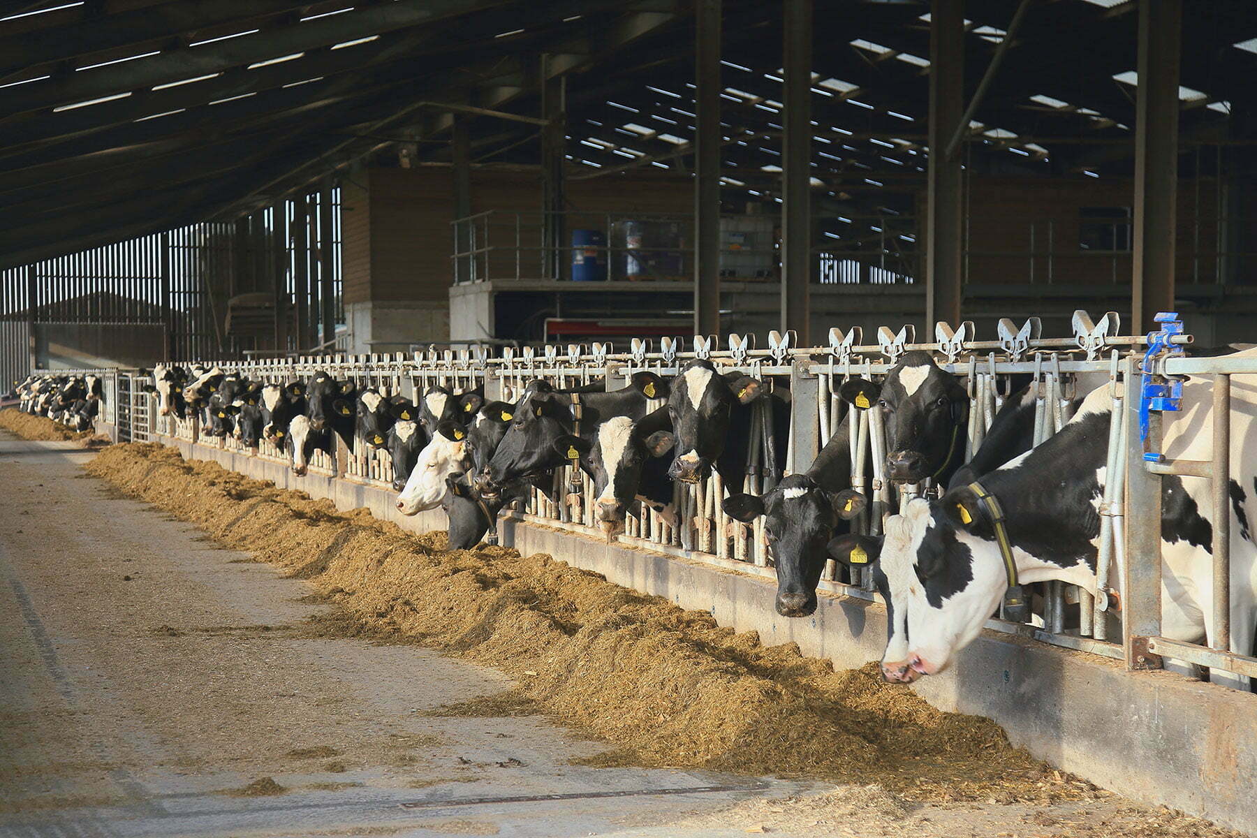 Feeding Lucerne to Cows after a Challenging Season